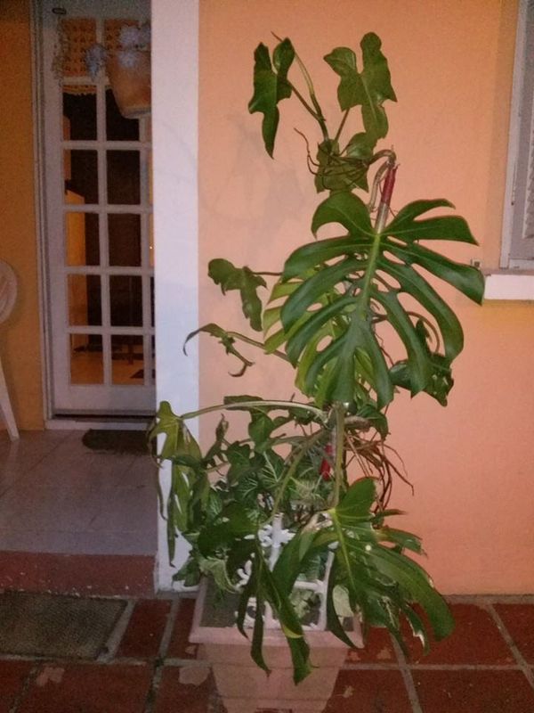 Identificação da planta Costela-de-adão por foto